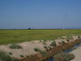 Ebro-Delta, Reisanbaugebiet